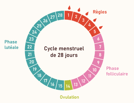 Schéma des phases du cycle menstruel : phase folliculaire, ovulation, phase lutéale