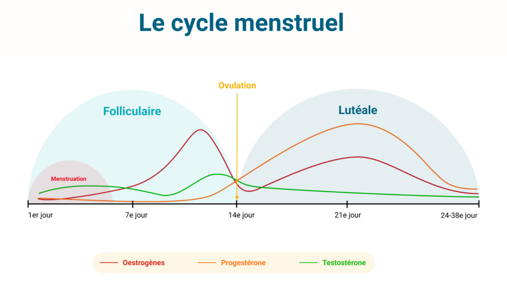 Schéma des variations de l'œstradiol et de la progestérone au fil des phases du cycle menstruel