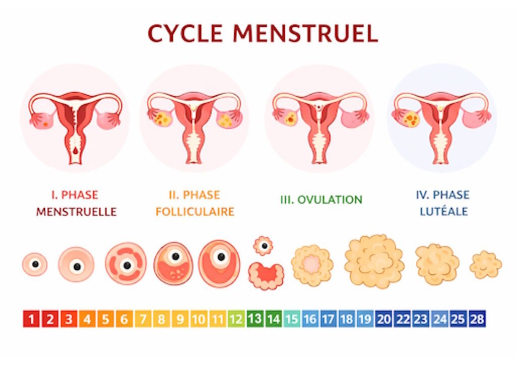 Schéma de l'évolution du follicule dans l'ovaire selon les phases du cycle : croissance, ovulation et phase lutéale